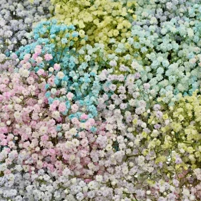 GYPSOPHILA BARVENÁ MIX 80cm/40g