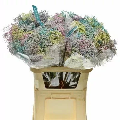 GYPSOPHILA BARVENÁ MIX 80cm/40g