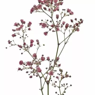 GYPSOPHILA BARVENÁ ROSE 70cm/20g