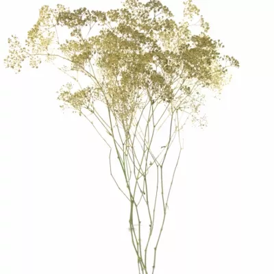 GYPSOPHILA CHAMPAGNE GLITTER 80cm/23g