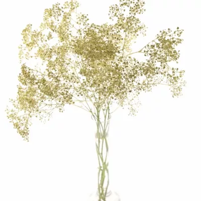 GYPSOPHILA CHAMPAGNE GLITTER 80cm/23g