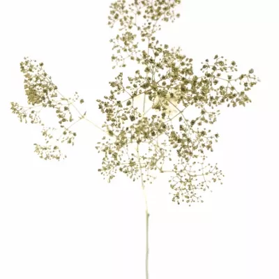 GYPSOPHILA CHAMPAGNE GLITTER 80cm/23g