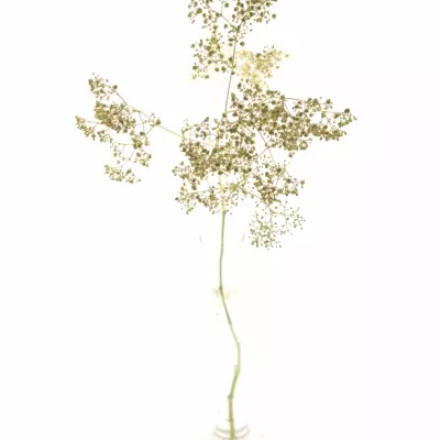 GYPSOPHILA CHAMPAGNE GLITTER 80cm/23g