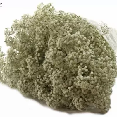 GYPSOPHILA GYPSO KING