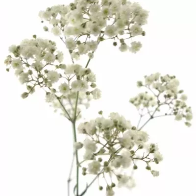 GYPSOPHILA GYPSO KING