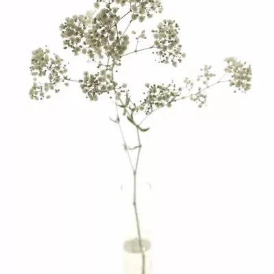 GYPSOPHILA GYPSO KING