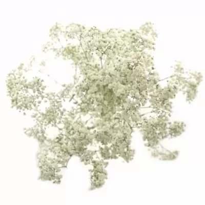 GYPSOPHILA GYPSO KING