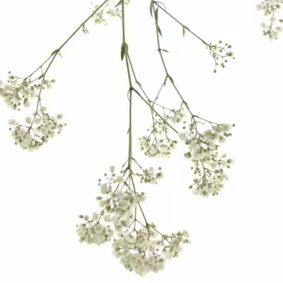 GYPSOPHILA GYPSO KING