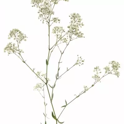 GYPSOPHILA GYPSO KING