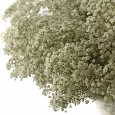 GYPSOPHILA GYPSO KING