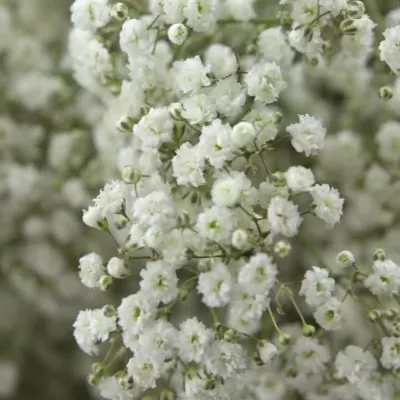 GYPSOPHILA GYPSO KING