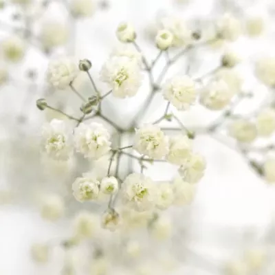 GYPSOPHILA GYPSO QUEEN