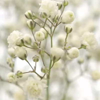 GYPSOPHILA GYPSO QUEEN