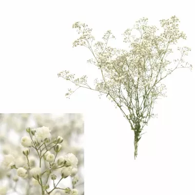 GYPSOPHILA GYPSO QUEEN