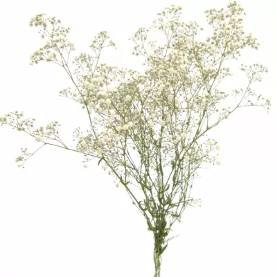 GYPSOPHILA GYPSO QUEEN