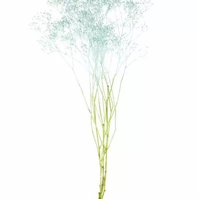 GYPSOPHILA LIGHT BLUE