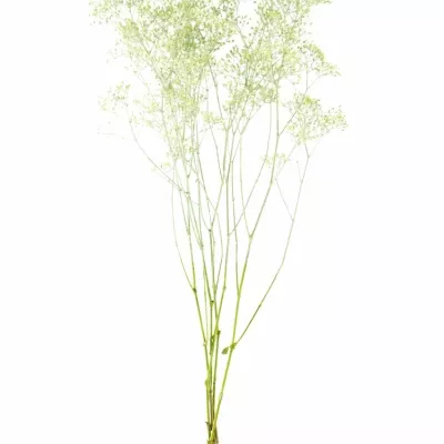 GYPSOPHILA MINT