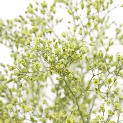 GYPSOPHILA MINT