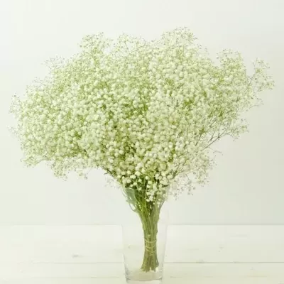 GYPSOPHILA PA BEAUTY BRIDE 70cm/25g