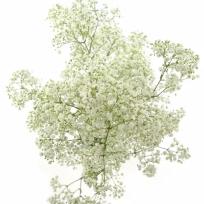 GYPSOPHILA PA BLANCANIEVES 80cm/30g