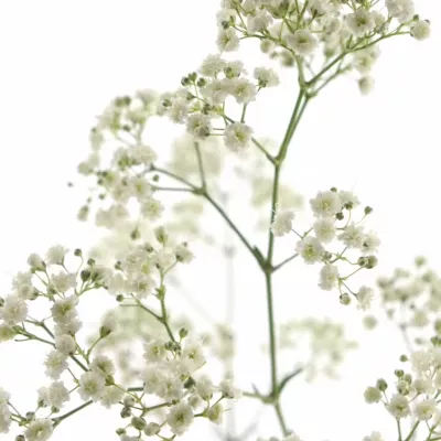 GYPSOPHILA PA BLANCANIEVES 80cm/30g