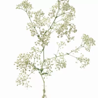 GYPSOPHILA PA BLANCANIEVES 80cm/30g