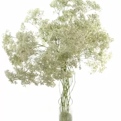 GYPSOPHILA PA CASSIOPEIA 80cm/20g