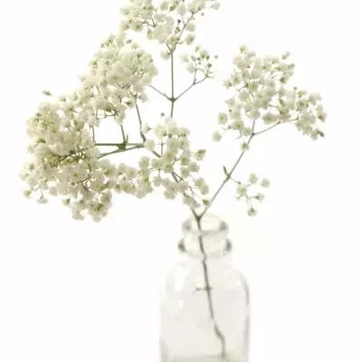 GYPSOPHILA PA CASSIOPEIA 80cm/20g