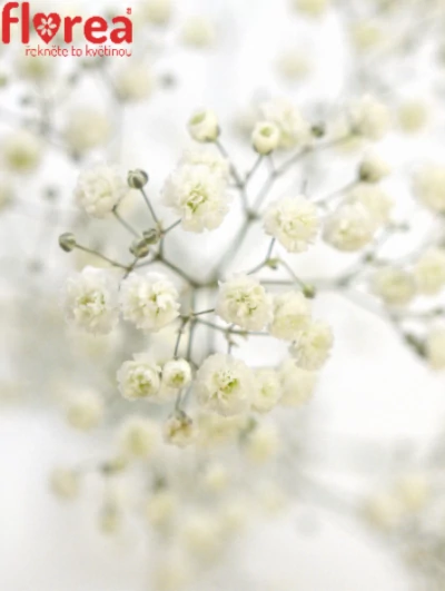 GYPSOPHILA PA COSMIC