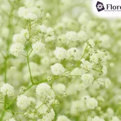 GYPSOPHILA PA DYNAMIC LOVE 50g