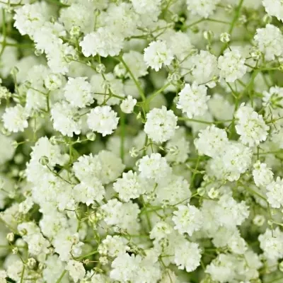 GYPSOPHILA PA DYNAMIC LOVE 50g