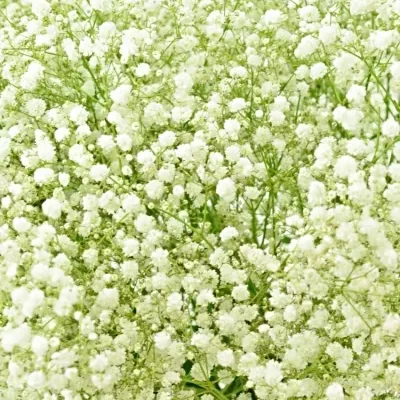 GYPSOPHILA PA DYNAMIC LOVE 50g