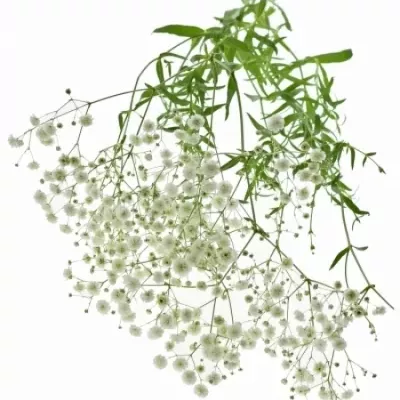 GYPSOPHILA PA HORA