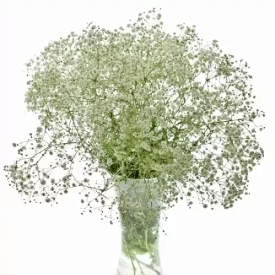 GYPSOPHILA PA HORA