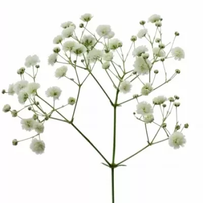 GYPSOPHILA PA HORA