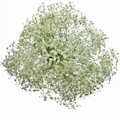 GYPSOPHILA PA HORA