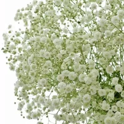 GYPSOPHILA PA HORA