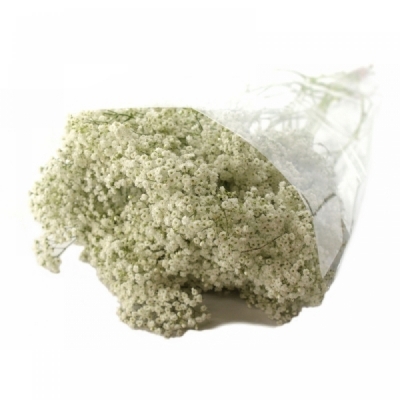 GYPSOPHILA PA MILLION STAR