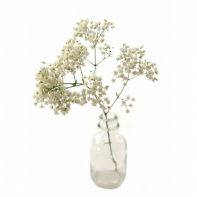 GYPSOPHILA PA MILLION STAR