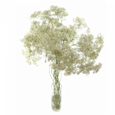 GYPSOPHILA PA MILLION STAR