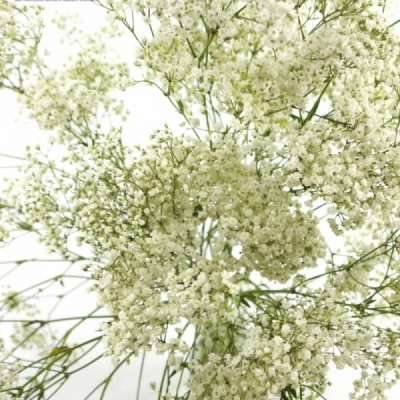 GYPSOPHILA PA MILLION STAR