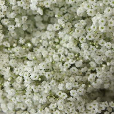 GYPSOPHILA PA MILLION STAR