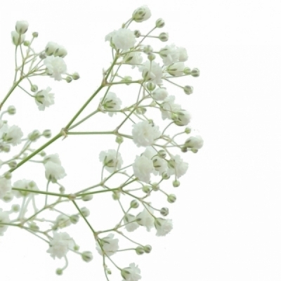 GYPSOPHILA PA MILLION STAR