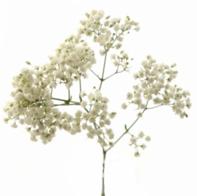 GYPSOPHILA PA MILLION STAR