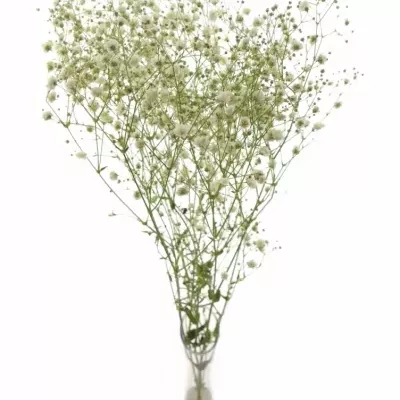 GYPSOPHILA PA MIRABELLA