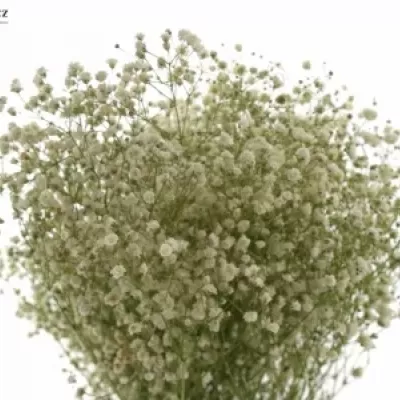 GYPSOPHILA PA MIRABELLA