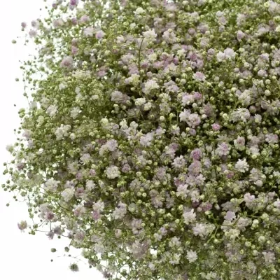 GYPSOPHILA PA MY PINK 60cm/20g