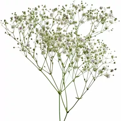 GYPSOPHILA PA MY PINK 60cm/20g