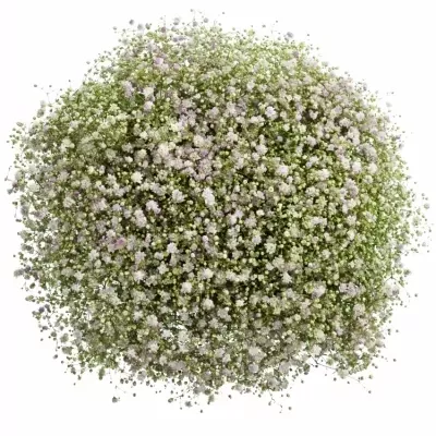 GYPSOPHILA PA MY PINK 60cm/20g