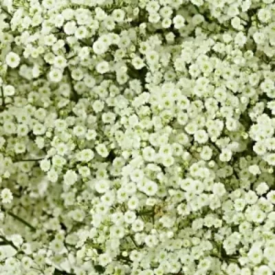 GYPSOPHILA PA NEW LOVE 20g